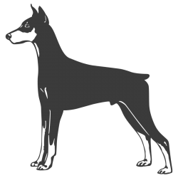 Sticker Dobermann