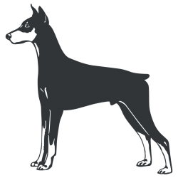 Sticker Dobermann
