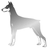 Sticker Dobermann
