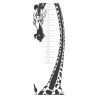 Sticker toise girafe