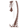 Sticker toise girafe