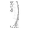 Sticker toise girafe